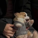 Avatar of Zubair Khalid